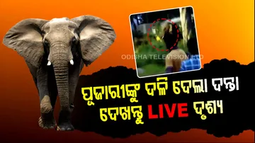 Elephant Attack, Viral Video