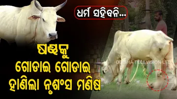 Bull With Fractured Leg