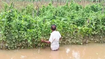 ଏ ଦୃଶ୍ୟ ହେଉଛି କଟକ ଜିଲ୍ଲା  ଆଠଗଡ଼ ଅଞ୍ଚଳର। ଛନଛନିଆ ପରିବା ଚାଷ ବନ୍ୟା ପାଣିରେ ବୁଡ଼ି ରହିଛି।