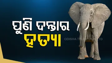 One More Elephant Dies Allegedly After Falling Into Poachers' Trap In Angul