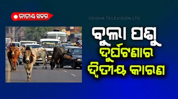 Stray animals second biggest reason for road accidents