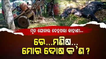  Horse dies of thirst in Mayurbhanj