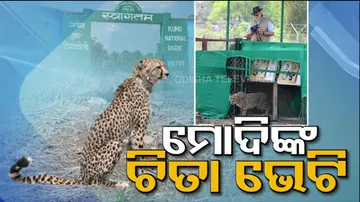 Modi Gift Cheetah 