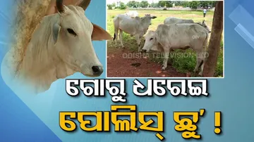 ଗୋଚାଲାଣ ମାମଲା