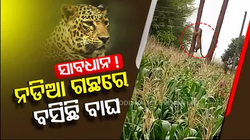 Leopard Climbs up Tree