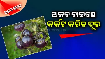 This brinjal save you from cancer
