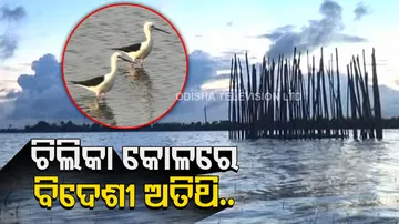 Chilika Lake Migratory Birds