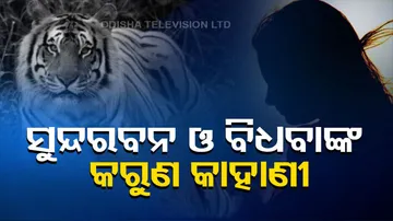 Tiger Attack In Sundarbans