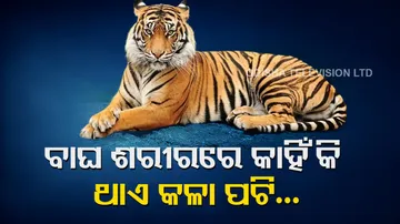 Black Strip In Tigers Skin