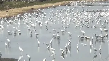 Migratory birds start arriving in Chilika Lake as winter sets in
