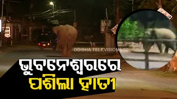 Elephant spotted in residential area of Bhubaneswar