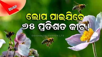 65% of insects on Earth to go extinct due to climate change