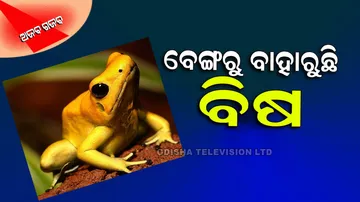 World Most Poisonous Frog