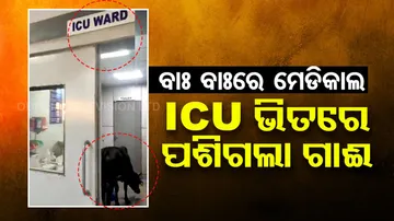 Cow wanders into ICU 