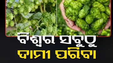 World's Most Expensive Vegetable