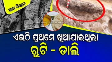 Worlds oldest vegetarian food found in Iraq cave