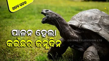 Tortoise jonathan's 190th birthday