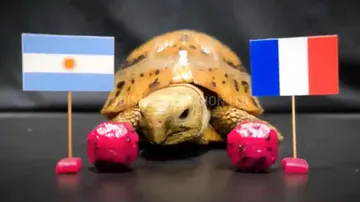  FIFA World Cup 2022 grand finale predictions by turtles