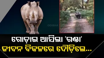 Rhino chases tourists at Manas National Park in Assam