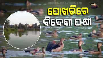 Migratory foreign birds