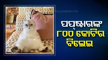 Taylor Swift's cat Olivia Benson