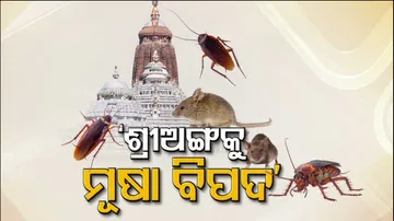 Rodent, Cockroach Menace Hits Puri Srimandir