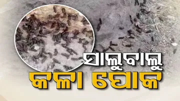 Worms Swarm Odisha Village Polosara, Panic Triggers Among Locals