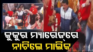 Dog Wedding In Aligarh