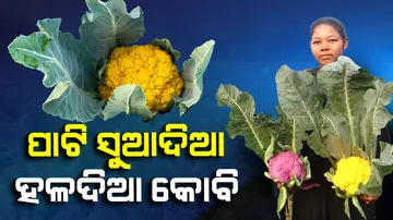 Colorful Cauliflower In Baripada