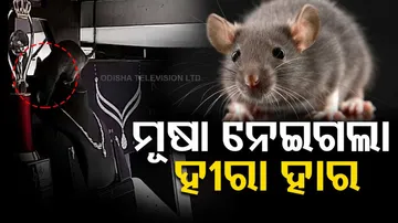 Rat Steals Diamond Necklace From Jewellery Shop