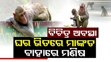 Monkey menace haunts locals in Deogarh