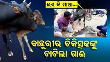 Cow thanks volunteer