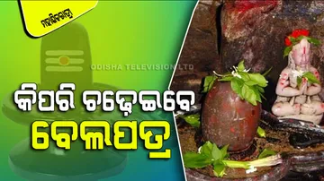 Bell patra plucking and offering rules to please lord shiva