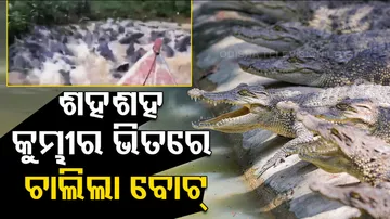 Crocodiles Viral Video