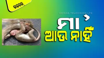 Monkey hit by car and died on road baby monkey crying