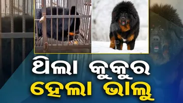 Dog Turns Out To Be A Bear