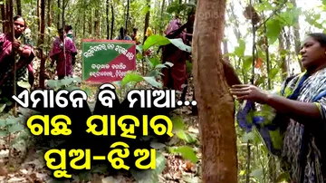 Women Protect Jungle As Trees Sons and Daughters In Redhakhol