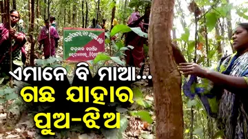 Women Protect Jungle