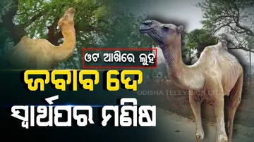 Owner abandons camel 