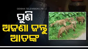 Unknown Animal Attack in Niali