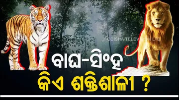 Difference between Lion and Tiger