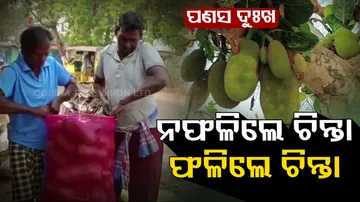 Gajapati farmers sell jackfruits