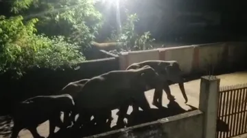 ରାତି ଅଧରେ ସହର ଭିତରେ ହାତୀପଲ