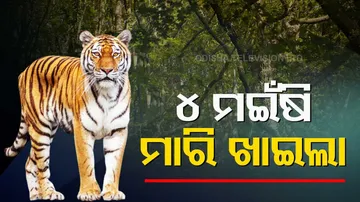 Panic grips as Royal Bengal Tiger kills cattle in Keonjhar