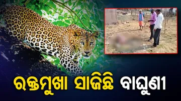Nuapada Tiger Attack