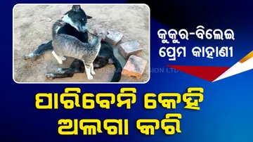 Bond of Cat & Dog Relationship