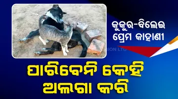 Bond of cat & dog relationship in Jagatsingpur will win your heart