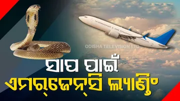 South Africa Snake On Plane