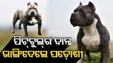 Pitbull Attacked By Neighbours In Ghaziabad