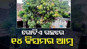 Viral Mango Tree